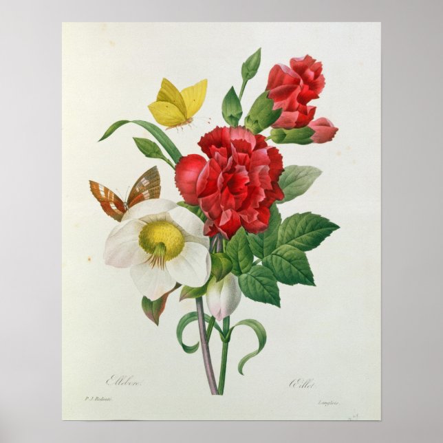 Jul Ro, Helleborus niger Poster (Framsidan)