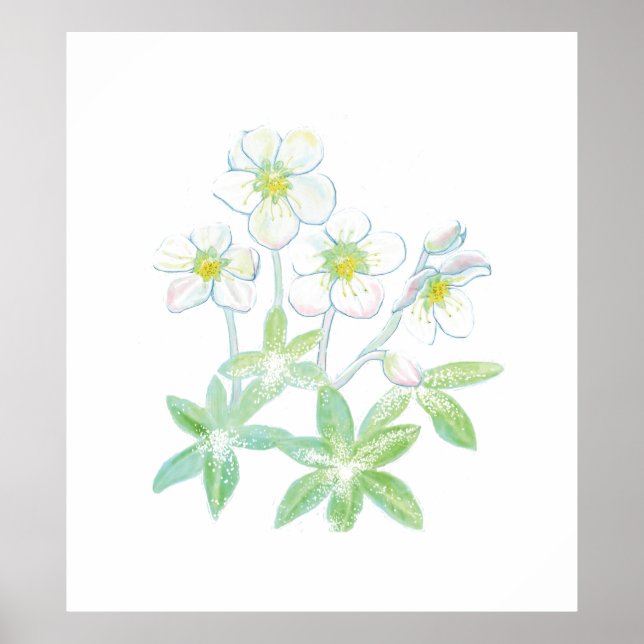 Jul ro, Helleborus niger Poster (Framsidan)