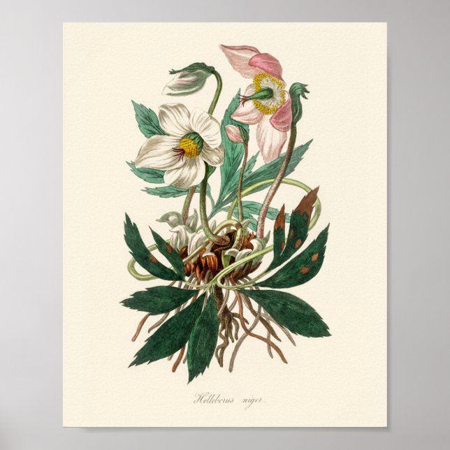 Jul ro (Helleborus niger) Poster (Framsidan)