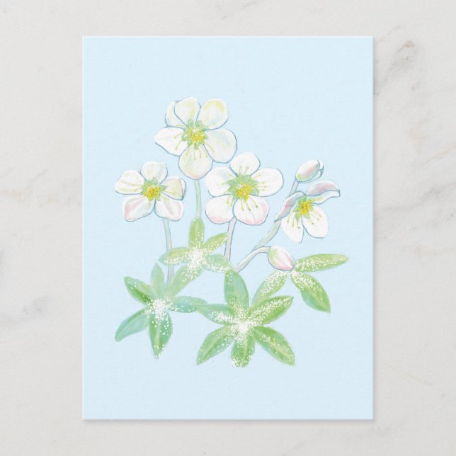 Jul ro, Helleborus niger Vykort (Framsida)