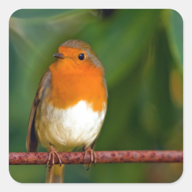 jul Robin Fyrkantigt Klistermärke (Framsida)