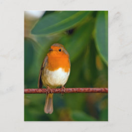 jul Robin Helg Vykort