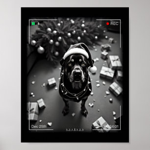 Jul-Rottweiler fångad på kamera Poster