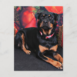 Jul - Rottweiler - Nalani Helg Vykort