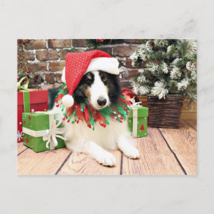 Jul - Sheltie - bandit Helg Vykort