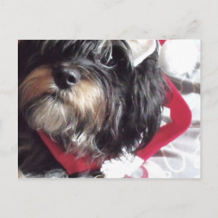 Jul Shih Poo Helg Vykort