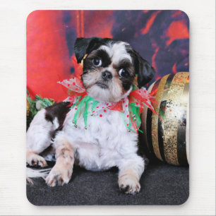 Jul - Shih Tzu - haka Ching Musmatta