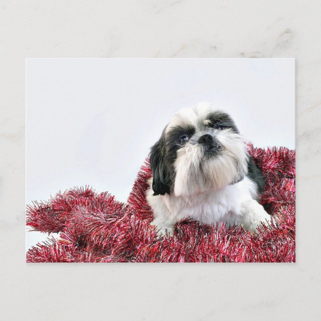 Jul Shih Tzu Helg Vykort (Framsida)