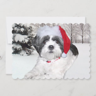 Jul Shih Tzu i Snö Julkort
