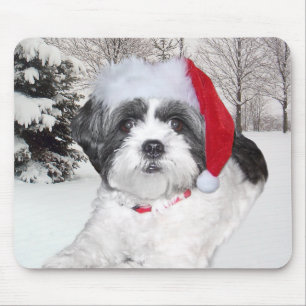 Jul Shih Tzu Musmatta