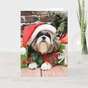 Jul - Shih Tzu - Vince Helgkort