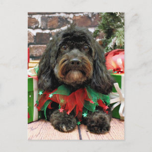 Jul - Shih Tzu X - Bella Helg Vykort