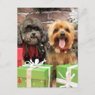 Jul - Shih Tzu X Maggie - Yorkie Pixie Helg Vykort