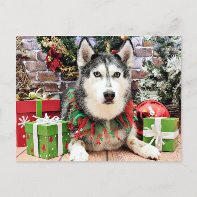 Jul - Siberian husky - Nika Helg Vykort (Framsida)