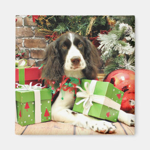 Jul - Spaniel för engelsk Springer - Kinzie Magnet