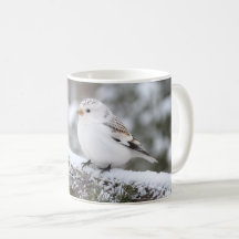 Jul Vinter Snösparv