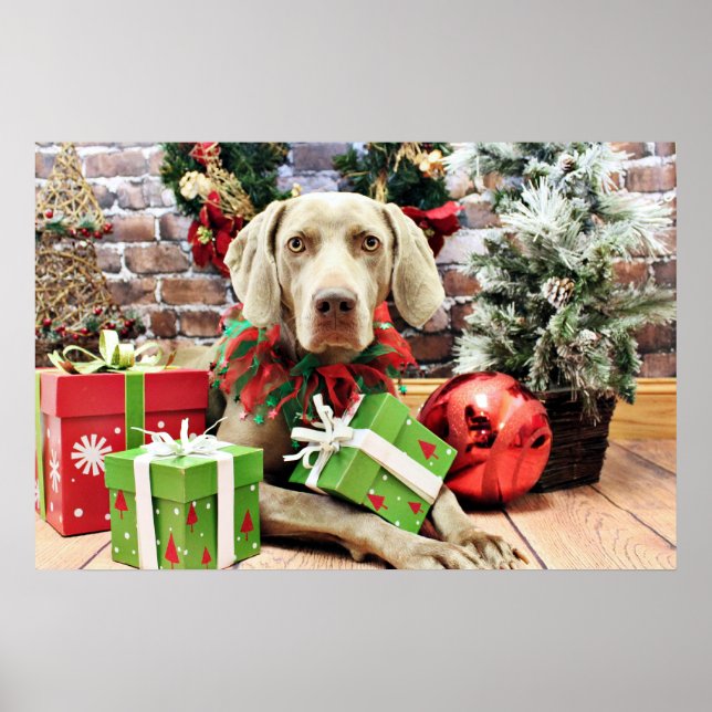 Jul - Weimaraner - Lucy Poster (Framsidan)