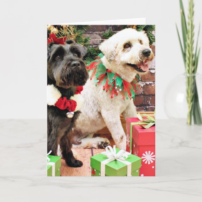 Jul - Wheaten skeppare - Schnauzer X Bentley Helgkort (Framsida)