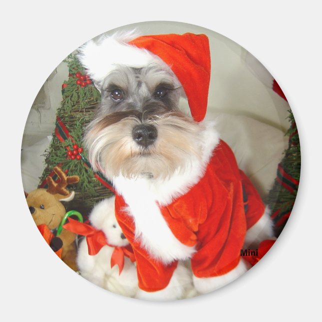 Jul X'Mas Miniature Schnauzer Magnet (Framsidan)
