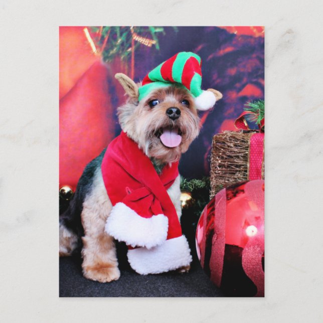 Jul - Yorkie - Jake Helg Vykort (Framsida)