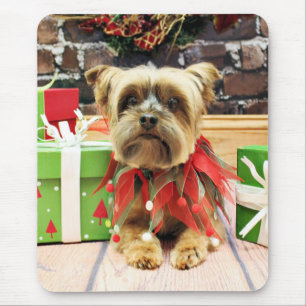 Jul - Yorkie - Riley Musmatta