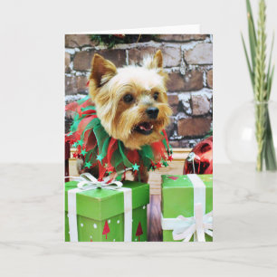 Jul - Yorkie - Willie Helgkort