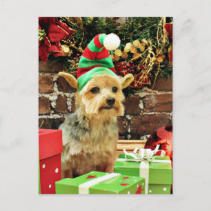 Jul - Yorkshire Terrier - Vinnie Helg Vykort