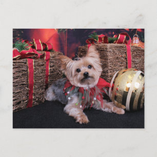 Jul - Yorkshire Terrier - Vinnie Helg Vykort