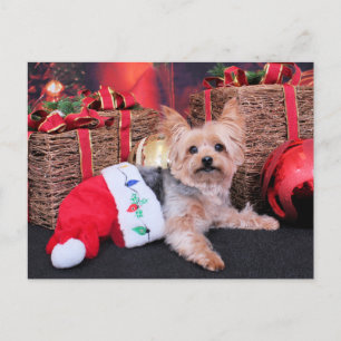 Jul - Yorkshire Terrier - Vinnie Helg Vykort