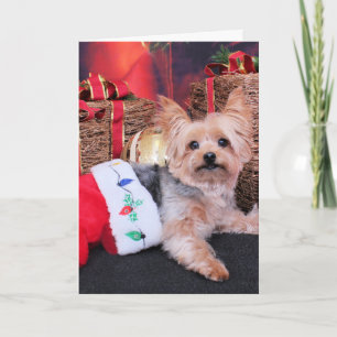 Jul - Yorkshire Terrier - Vinnie Helgkort