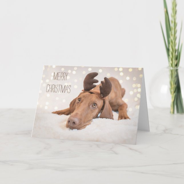 Julafton-kort/julkort "Magyar Vizsla" Helgkort (Framsida)