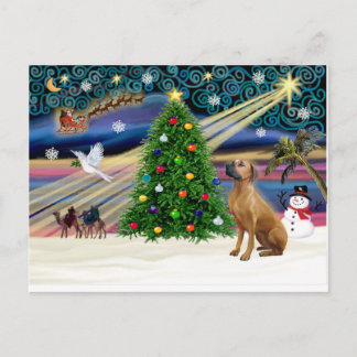Julafton Magic-Rhodesian Ridgeback-lkup Helg Vykort