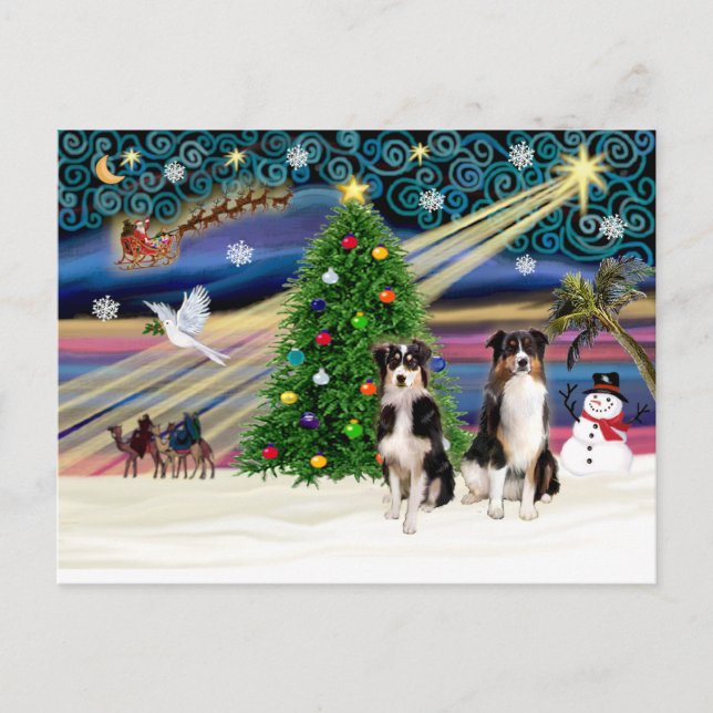 Julafton Magic-Tri-AussieShepPAIR-6-7 Helg Vykort (Framsida)