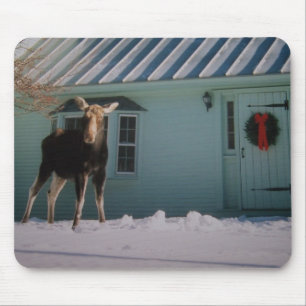 Julälg Musmatta