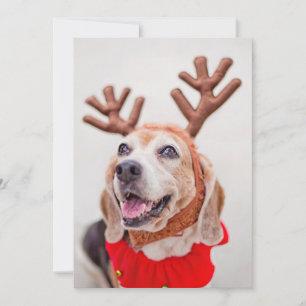 JulBeagle-hund med festrenar öron Julkort