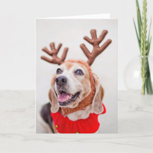 JulBeaglehund med festligt renöron Helgkort