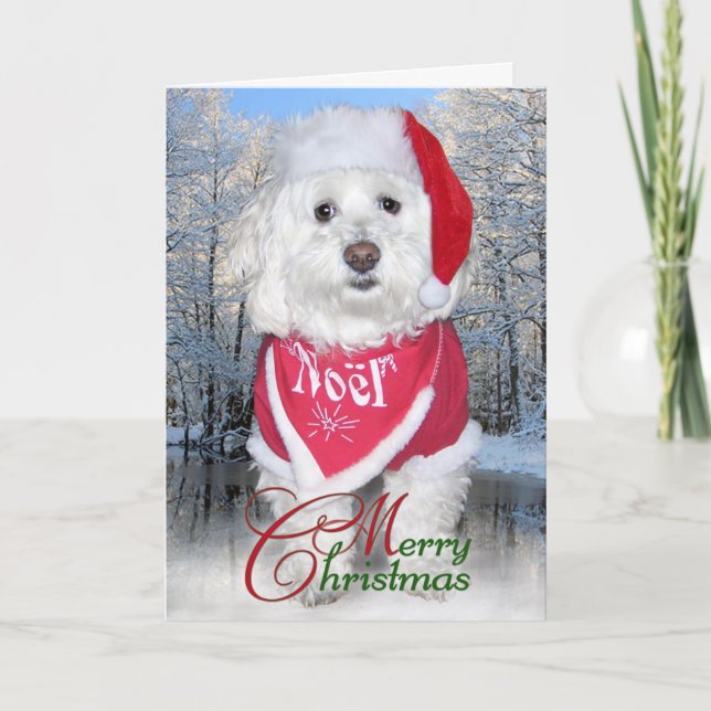 JulBichon Frise hund Helgkort (Framsida)