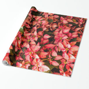 Julblomma Poinsettes Presentpapper