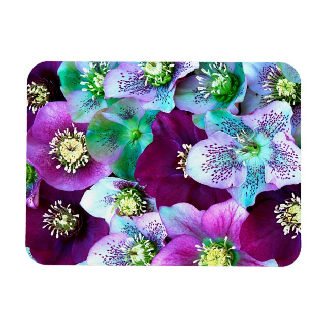 Julblommande bladmönster, magnet (Horisontell)