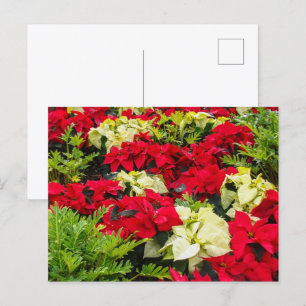 Julblommor Poinsettia-sorter Helg Vykort