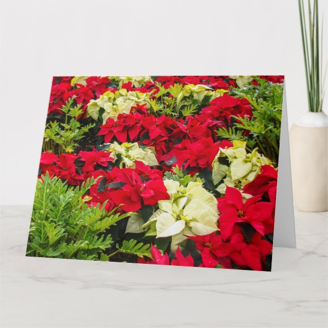 Julblommor Poinsettia-sorter Kort (Framsida)