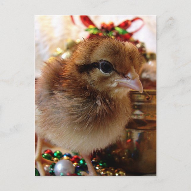 JulChick Helg Vykort (Framsida)