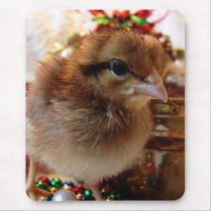 JulChick Musmatta