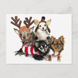 JulChihuahuas Helg Vykort