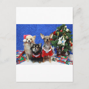 JulChihuahuas Helg Vykort
