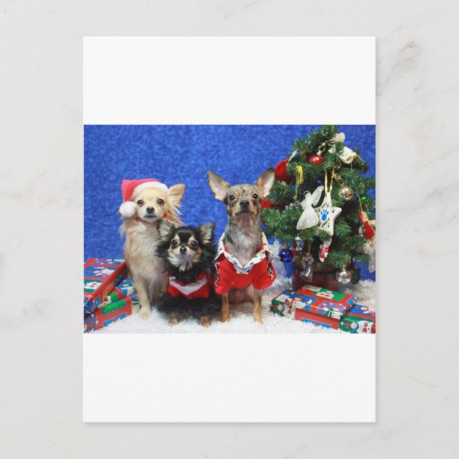 JulChihuahuas Helg Vykort (Framsida)