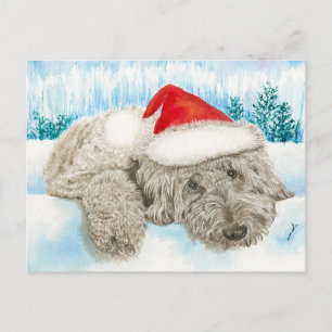 Julchoklad Labradoodle Helg Vykort
