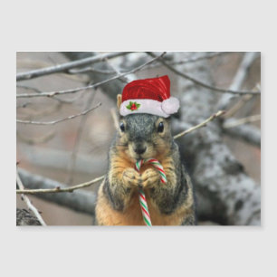 Julekorre