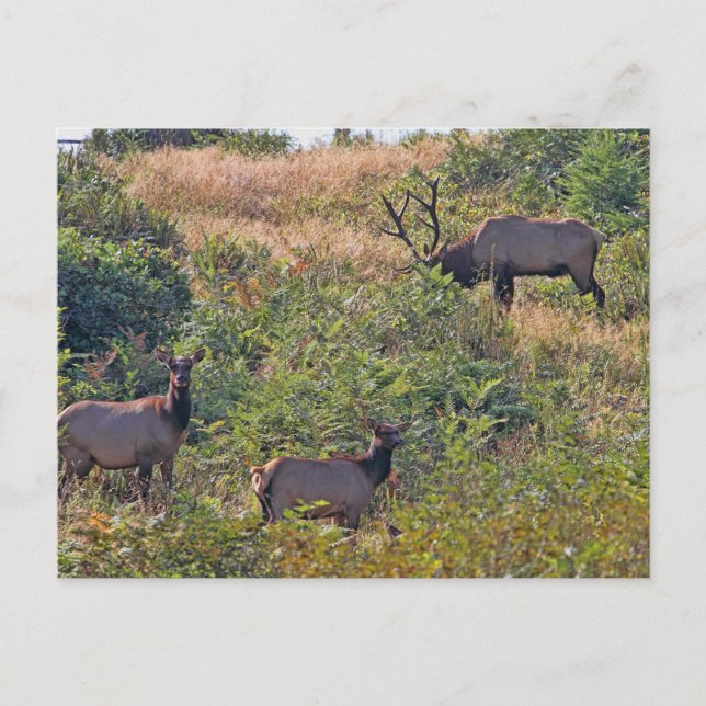 Julekorre med Candy cane Helg Vykort (Framsida)