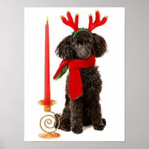 Julen svärtar hunden för leksakpudeln som kläs som poster